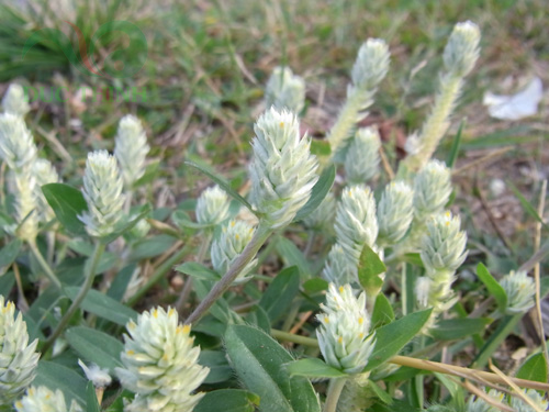 Hình ảnh cây nở ngày đất mọc tự nhiên