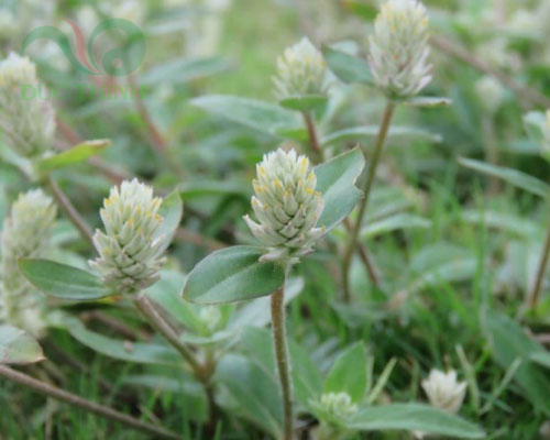 Hình ảnh cây nở ngày đất mọc ngoài tự nhiên