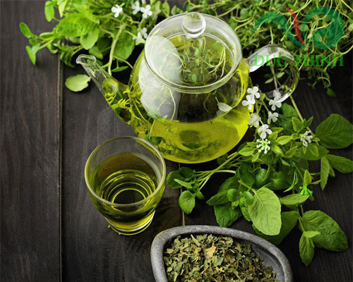 hương nhu chữa chứng hôi miệng