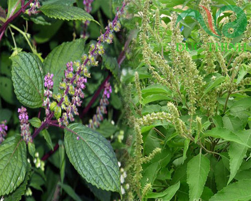 phân loại cây hương nhu