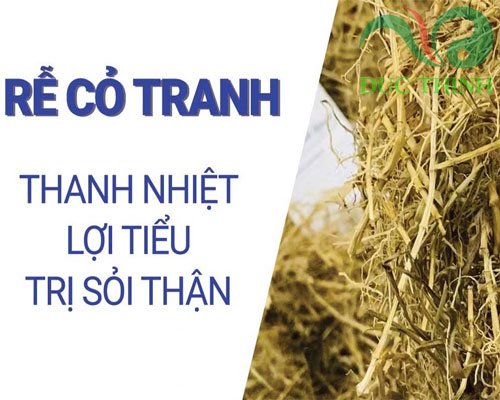 những ai nên dùng rễ cỏ tranh sẽ tốt