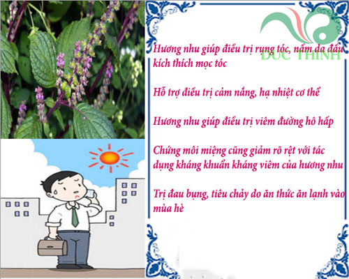 tác dụng dược lý của cây hương nhu