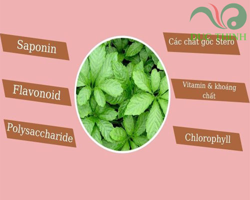 trà giảo cổ lam Tuệ Linh là gì