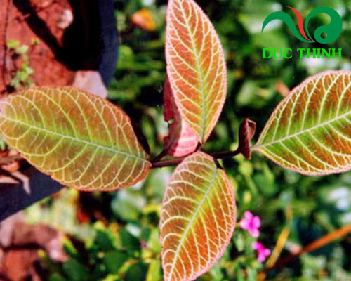 7 lý do nên mua lá khôi tía