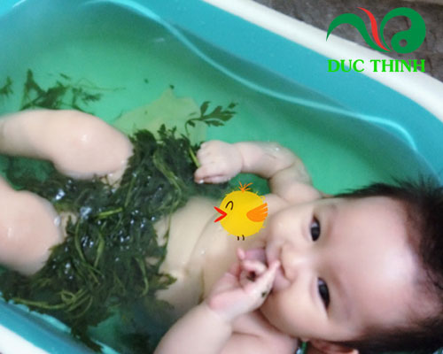 Cách chuẩn bị nước tắm cây nhọ nồi cho bé