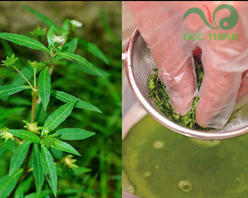 Cách dùng cây nhọ nồi chữa nhiệt miệng tại nhà