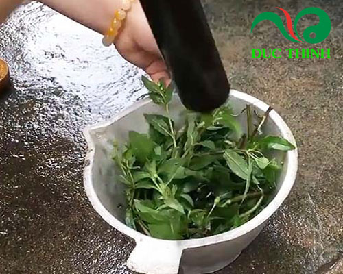 Cách dùng cây nhọ nồi hạ sốt cho bé