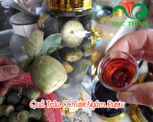 Cách dùng quả trâu cổ tươi ngâm rượu