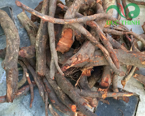 Cách dùng rễ cây bồ quân ngâm rượu đúng chuẩn