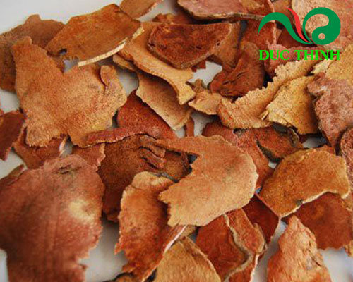 Cách ngâm rượu củ khúc khắc đúng chuẩn