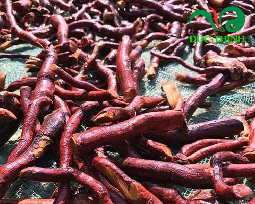 Cách nhận biết cây mú từn