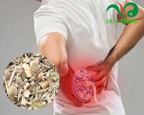 Cách sử dụng cây cối xay trị bệnh