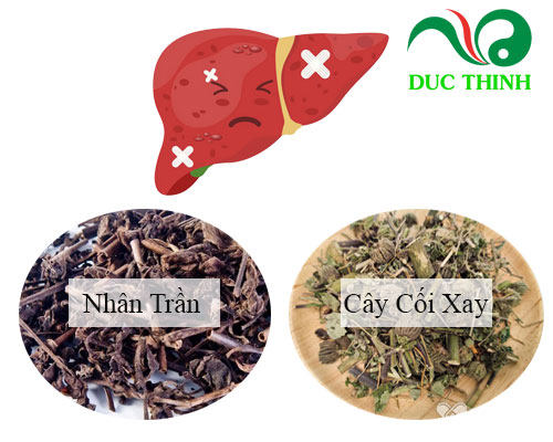 Cách sử dụng cây cối xay trị bệnh