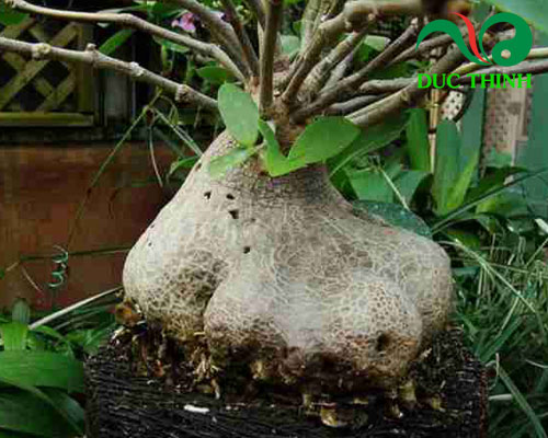 Cây bí kỳ nam chữa bệnh gì?