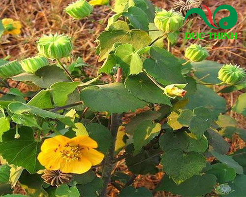 Cây cối xay là cây gì?