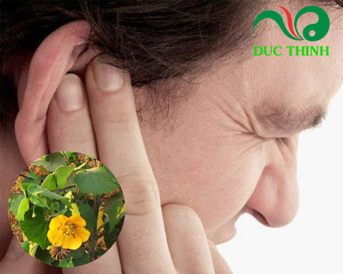 Cây cối xay ngâm rượu chữa bệnh gì?