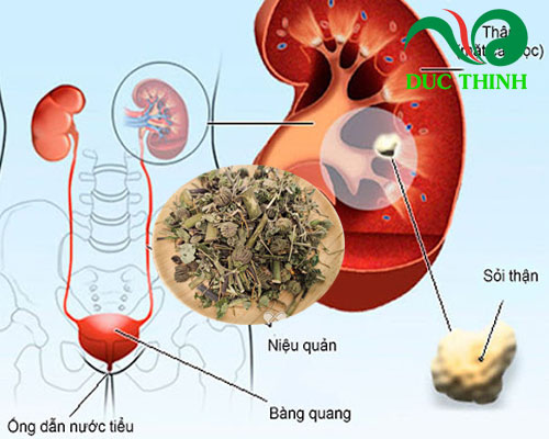 Cây cối xay ngâm rượu chữa bệnh gì?