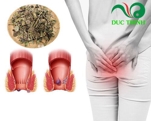 Cây cối xay ngâm rượu chữa bệnh gì?