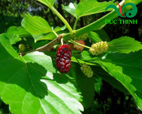 Cây dâu tằm là cây gì?