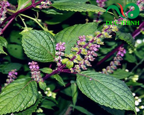 Cây hương nhu là gì?