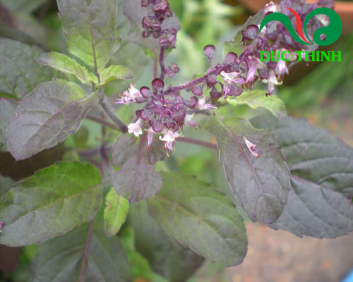 Cây hương nhu thật chất là cây gì?