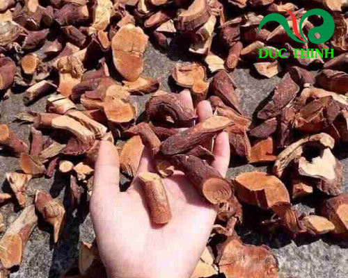 Cây mú từn là cây gì?