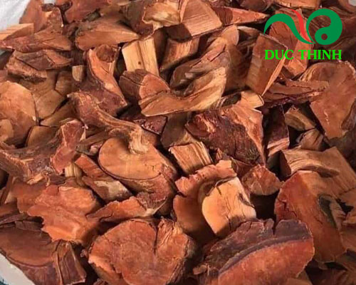 Cây mú từn mua ở đâu?