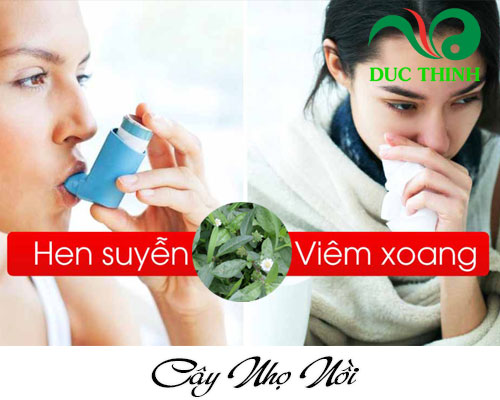 Cây nhọ nồi chữa bệnh gì?