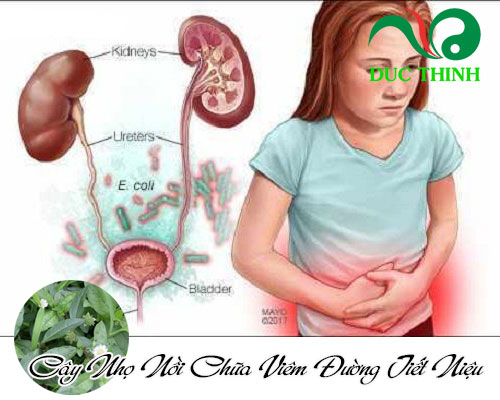 Cây nhọ nồi chữa bệnh gì?