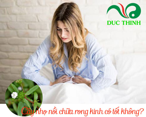 Cây nhọ nồi chữa rong kinh có tốt không?