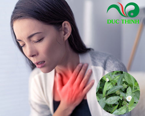 Cây nhọ nồi có tác dụng gì?