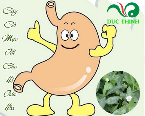 Cây nhọ nồi có tác dụng gì?