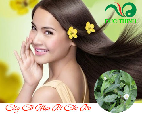 Cây nhọ nồi có tác dụng gì?