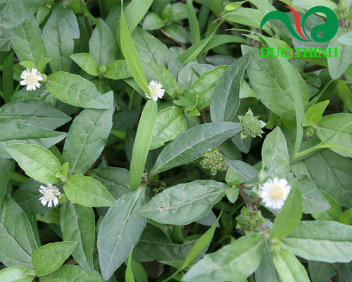 Cây nhọ nồi có tác dụng gì?