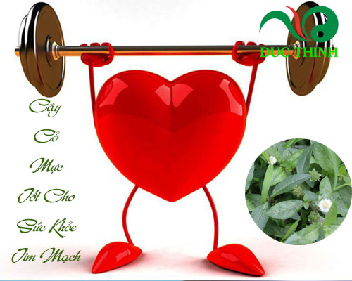 Cây nhọ nồi có tác dụng gì?