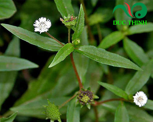 Cây nhọ nồi là cây gì?