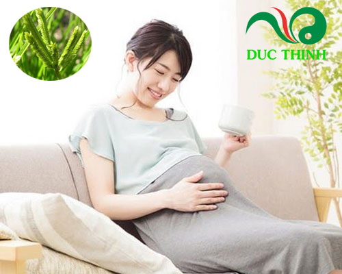 Cỏ mần trầu có tác dụng gì với bà bầu