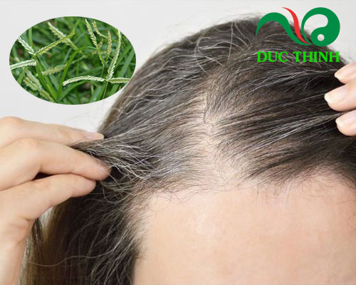 Cỏ mần trầu có tác dụng gì với tóc?