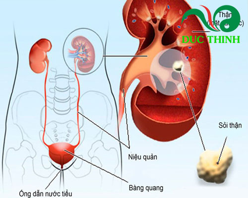 Cỏ mần trầu có tác dụng gì?