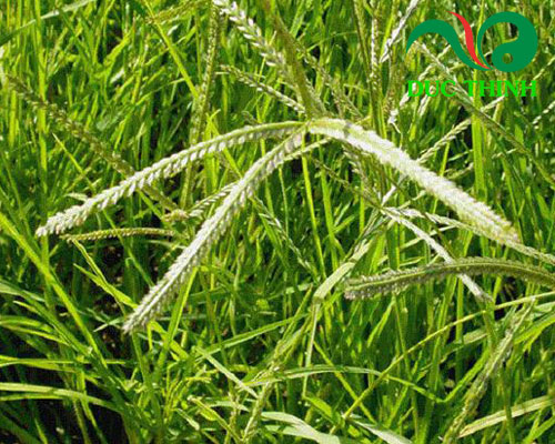 Cỏ mần trầu là cây gì?