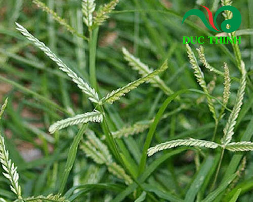 Cỏ mần trầu là loại cây gì?