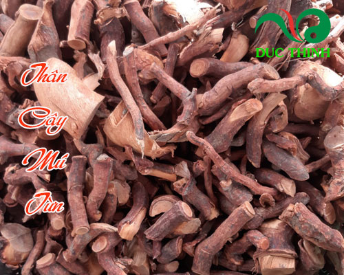 Có mấy loại cây mú từn?