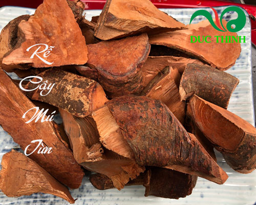 Có mấy loại cây mú từn?