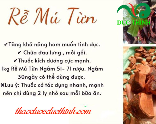 Công dụng của cây mú từn