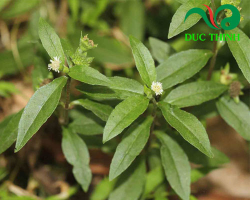 Công dụng của cây nhọ nồi chữa đau dạ dày