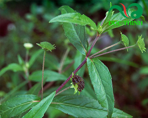 Công dụng của cây nhọ nồi chữa viêm xoang