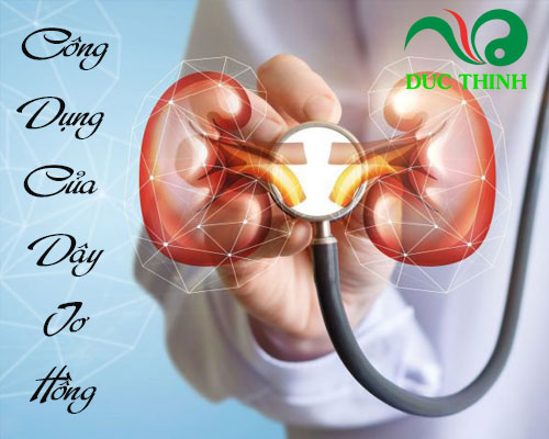 Đặc điểm nhận biết dây tơ hồng
