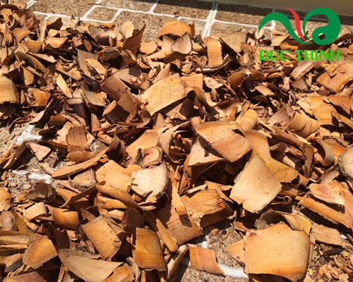 Công dụng của rễ cây bồ quân ngâm rượu