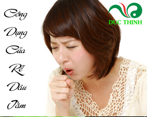 Công dụng của rễ dâu tằm