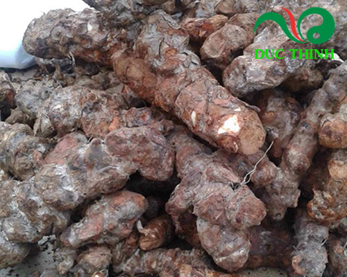 Củ khúc khắc ngâm rượu có tác dụng gì?